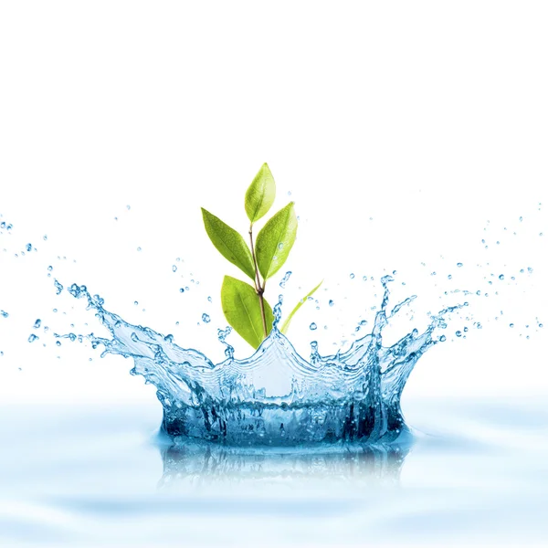 Water with leaf growing — Stock Photo, Image