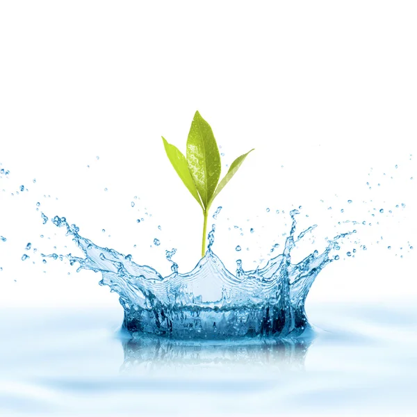 Water splash met blad — Stockfoto