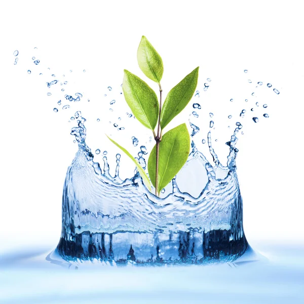 Water with leaf growing — Stock Photo, Image