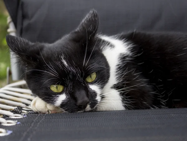 Black and white cat — Stock Photo, Image