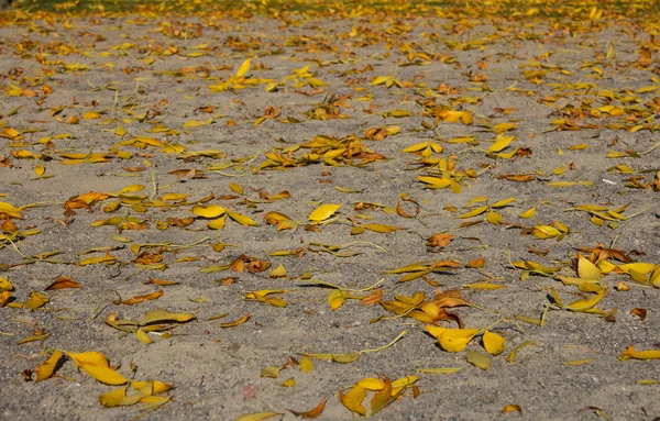 Yellow leaves — Stock Photo, Image