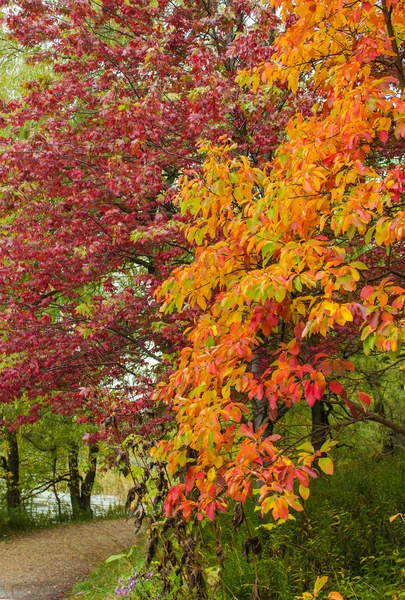 Colourful leaves on a tree — Stock Photo, Image