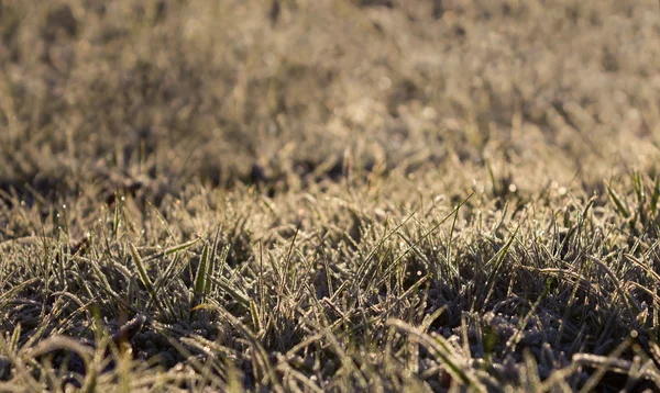 Повний кадр морозний трава ранку — стокове фото