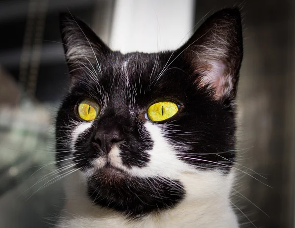Czarno-białe koty głowa — Zdjęcie stockowe