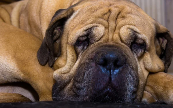 Schlafende Bulldogge — Stockfoto
