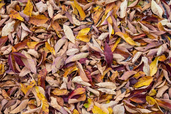 Colorful Leaf Background — Stock Photo, Image