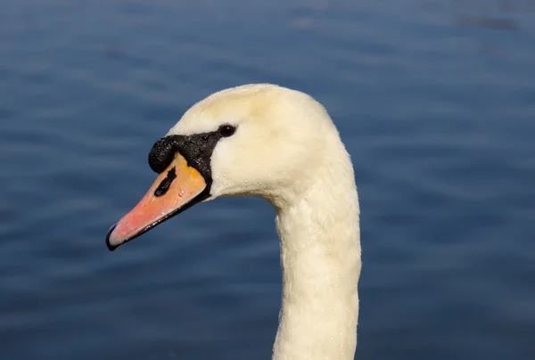 Swans Head Closeup — Stock Photo, Image