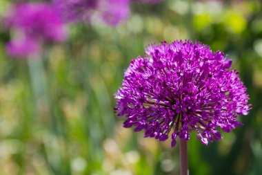 Mor allium çiçek