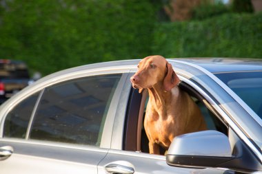 Köpeklerin kafasını pencereden