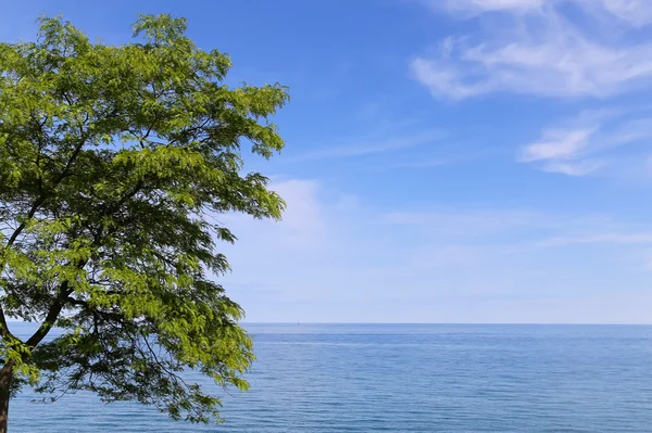 Träd, havet och Copyspace — Stockfoto