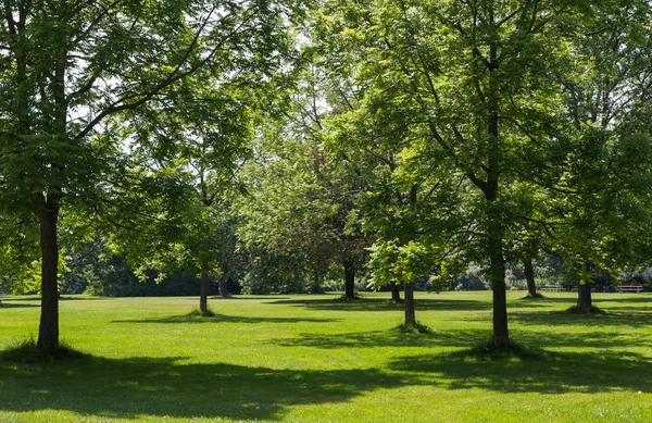 Trees in a Park — Stock Photo, Image