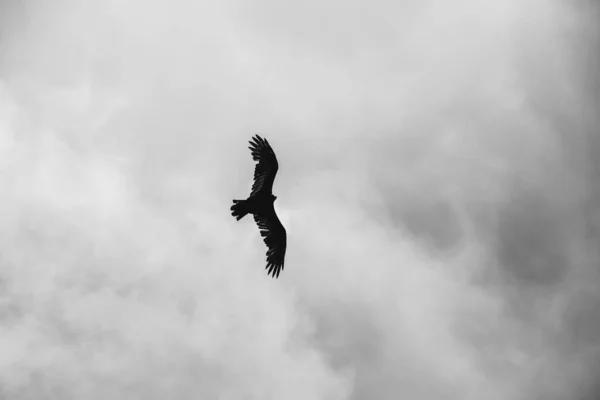 曇り空を飛ぶワシチリ 黒と白 — ストック写真