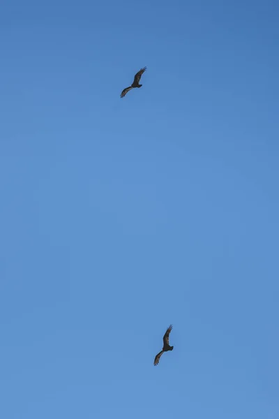 Två Örnar Flyger Klarblå Himmel Chile — Stockfoto