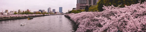 Super Wide Panorama Beautiful Pink Sakura Flowers Blooming Spring Park — Stock Photo, Image