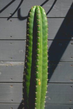 Güneşli bir günde, bir sahil evinde, ahşap gri bir duvarın önünde güzel yeşil bir kaktüs.