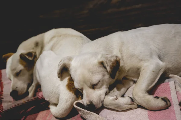 Två Vita Unga Hundar Vilar Och Sover Filt Ett Trägolv — Stockfoto