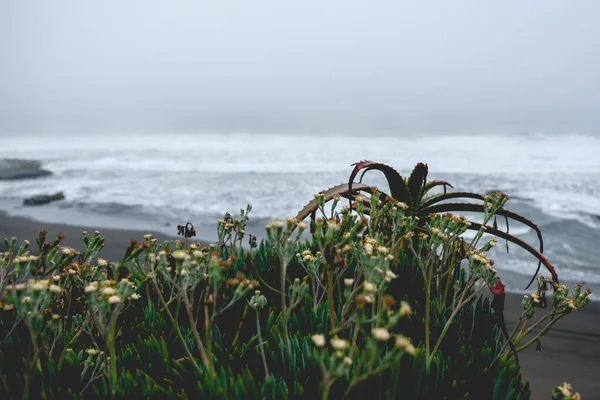 Wet Aloe Vera Flowers Front Sea Panoramic View Rainy Day — Stock Photo, Image