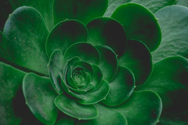 Laat Details Van Een Grote Groene Sappige Bloemplant Achtergrond Textuur — Stockfoto