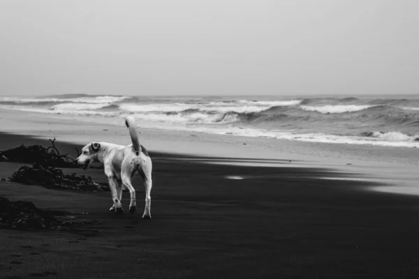 Cão Branco Jovem Caminhando Praia Com Vista Panorâmica Costa Oceano — Fotografia de Stock