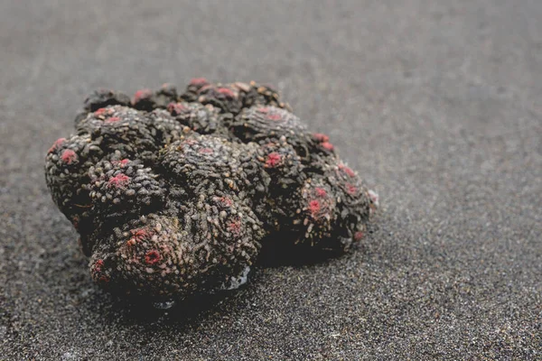 Gyönyörű Részlet Piros Fekete Korall Homokban Strandon — Stock Fotó