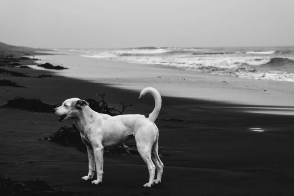 Vit Ung Hund Promenader Stranden Med Panoramautsikt Över Stranden Stilla — Stockfoto