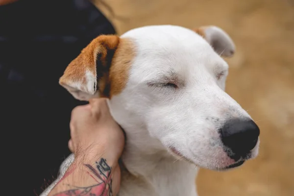 Tätowierte Teenie Hand Streichelt Einen Schönen Weißen Jungen Hund Mit — Stockfoto