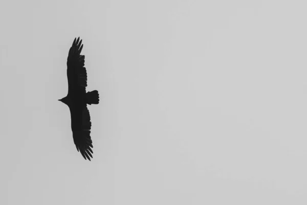 Águila Volando Cielo Despejado Chile Blanco Negro —  Fotos de Stock