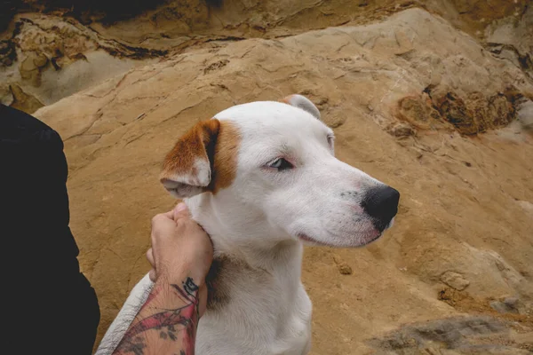 Tätowierte Teenie Hand Streichelt Einen Schönen Weißen Jungen Hund Mit — Stockfoto