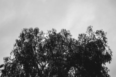 Bulutlu bir günde, büyük bir ağacın dalları arasındaki küçük siyah kuşun silueti.)