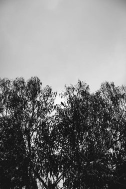 Bulutlu bir günde, büyük bir ağacın dalları arasındaki küçük siyah kuşun silueti.)