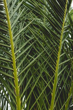 Güzel ve yeşil palmiye yaprakları ve detaylar