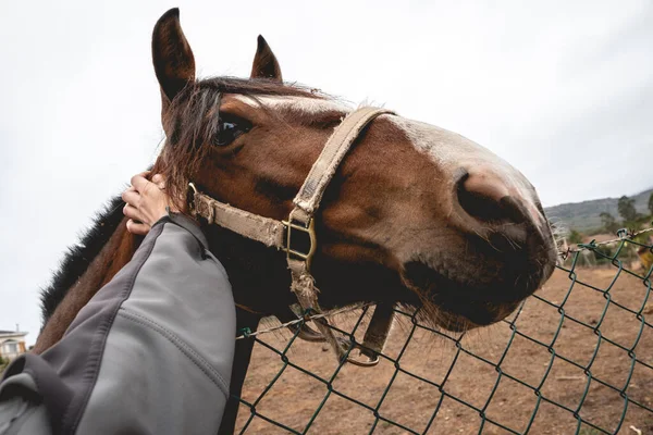 Mão Branca Acariciando Cavalo Bonito Marrom Peludo Sobre Uma Cerca — Fotografia de Stock