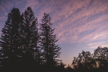 Güzel ve renkli bir günbatımında kırsalda ağaç siluetleri
