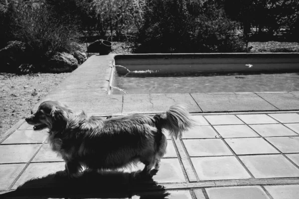 Cachorrito Junto Piscina Jardín Bajo Luz Del Sol Blanco Negro — Foto de Stock