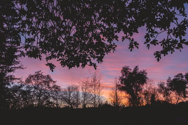 Siluetas Árboles Campo Durante Una Hermosa Colorida Puesta Sol — Foto de Stock