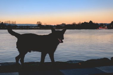 Gölün üzerinde güzel bir gün doğumu ön tarafta köpek silueti arkada orman silueti, Valdivia, Şili