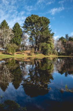 Mavi gökyüzü ve orman ağaçlarının yansımasıyla yeşil ormandaki güzel göl manzarası, Valdivia, Şili