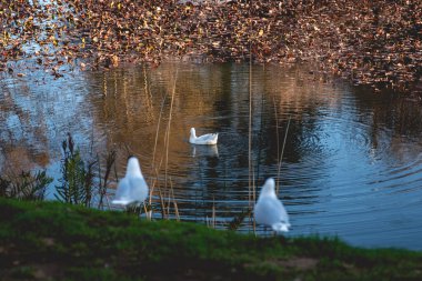 İki beyaz güvercin güzel ve yalnız bir kuğu gibi görünüyor. Gölde yüzüyorlar, Valdivia, Şili