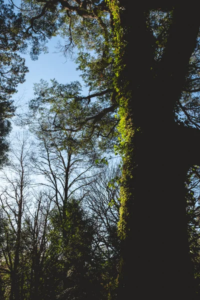 Bela Árvore Velha Com Musgo Planta Videiras Sob Céu Azul — Fotografia de Stock