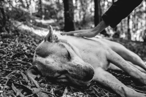 Hand Petting Vacker Vit Och Brun Hund Marken Skogen Valdivia — Stockfoto