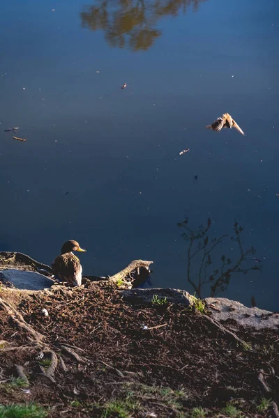 Schöne Und Einsame Schwarze Ente Die Seeufer Steht Und Eine — Stockfoto