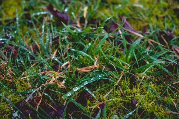 Closeup Drops Water Green Grass Ground Forest — Foto de Stock