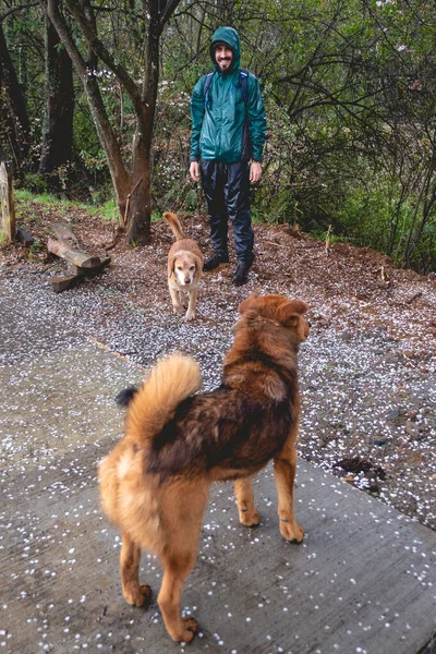 Feliz Jovem Barbudo Bonito Cara Com Casaco Verde Dois Cães — Fotografia de Stock