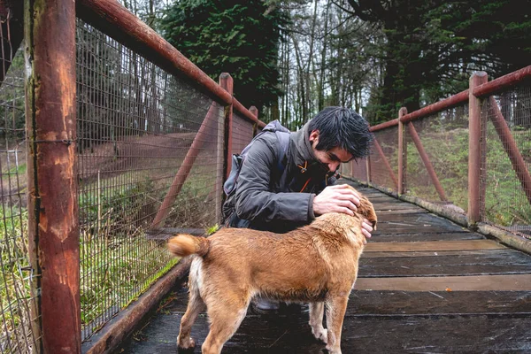 Happy, young, caucasian and handsome guy with jacket and backpack petting a beautiful white and brown dog in a wooden bridge in the forest in a rainy day, Valdivia, Chile