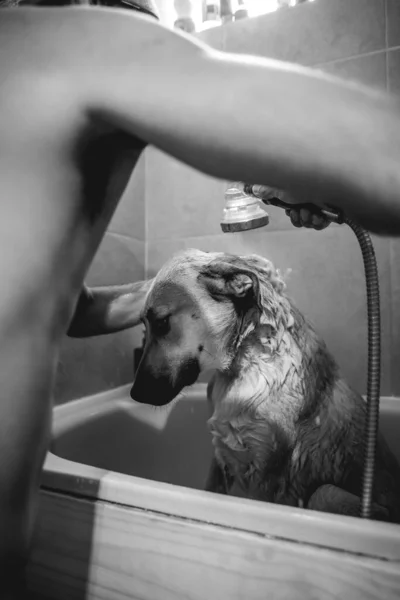 Young and skinny guy giving a tub bath and shower to a beautiful young german shepherd dog in the bathroom (in black and white)