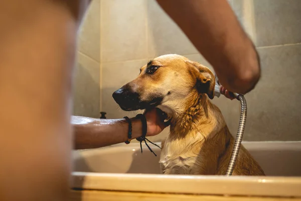 Young and skinny guy giving a tub bath and shower to a beautiful young german shepherd dog in the bathroom