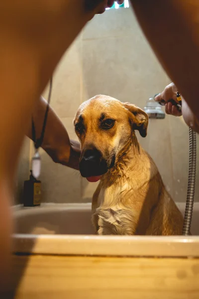 Young and skinny guy giving a tub bath and shower to a beautiful young german shepherd dog in the bathroom