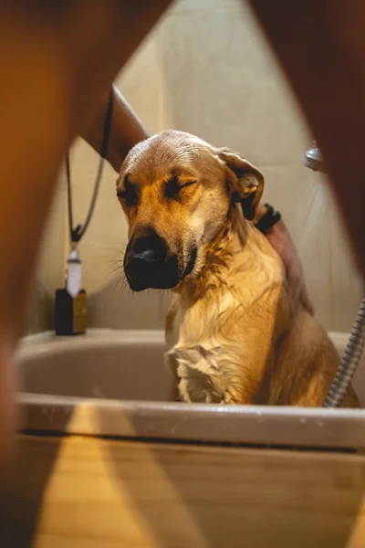 Jovem Magro Cara Dando Uma Banheira Chuveiro Para Belo Cão — Fotografia de Stock