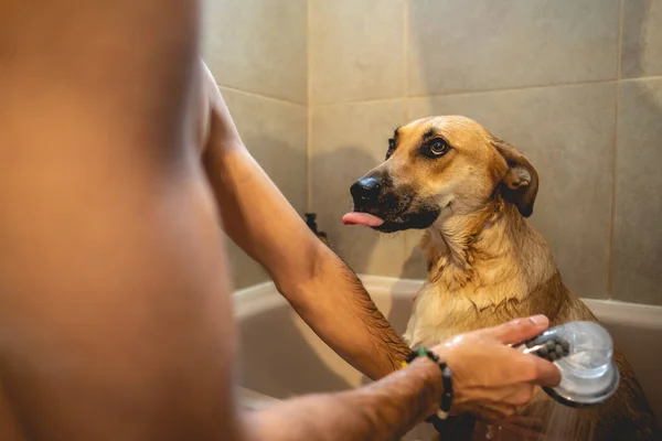 Young and skinny guy giving a tub bath and shower to a beautiful young german shepherd dog in the bathroom