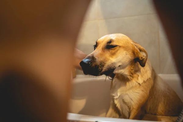 Young and skinny guy giving a tub bath and shower to a beautiful young german shepherd dog in the bathroom